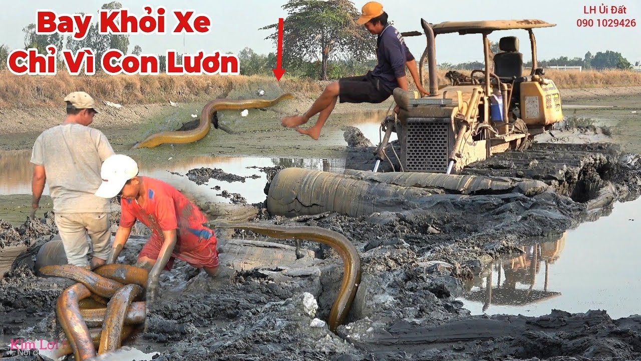 Tài Xế Xe Ủi Ham Bắt Lươn,Bỏ Luôn Tay Lái Bay Xuống Ruộng Hốt Bầy Lươn.