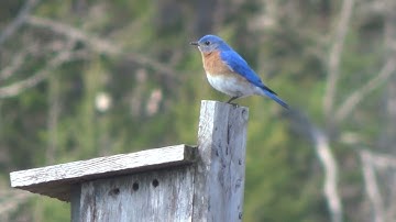 Eastern Bluebird and Tree Swallow