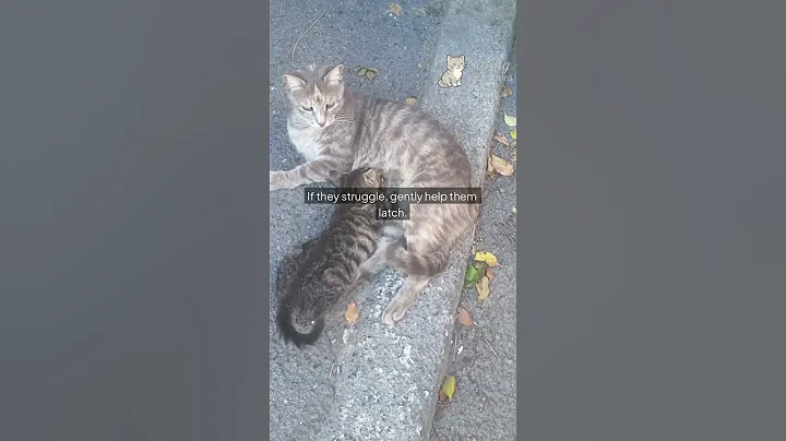 How to Bottle Feed Orphaned Kittens A Quick Guide