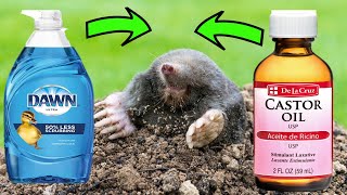 Sick Of Ground Moles Destroying Your Yard? Use Dawn Soap And Castor Oil