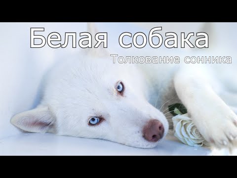 Белая собака - толкование сонника