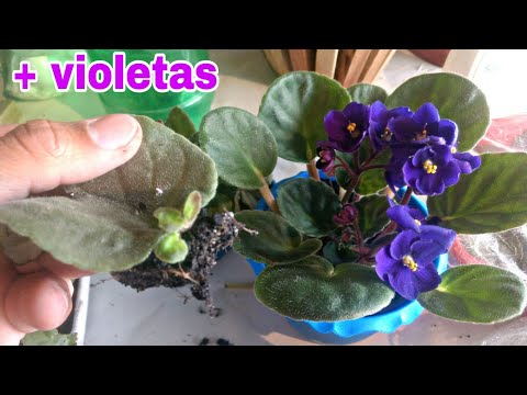 Vídeo: Cultivar Violetas A Partir De Uma Folha