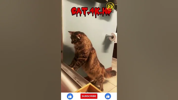 Video 11747191: amazing funny cats, laugh cat