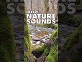 💚 Nature and Relaxation  #shorts #asmr Nature Sounds to Relax, anti-stress, Zen, Mindfulness, 2022