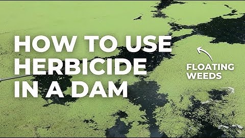 How to Use Herbicide on Floating Weeds (Azolla and Duckweed)