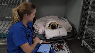 Post-operative care for the brachycephalic airway patient