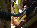 Top cutting coconut flower coconut toddy making process  nativewine coconuttoddy coconutwine