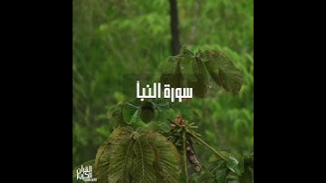 سورة : النبأ القارئ : رزكار الكردي