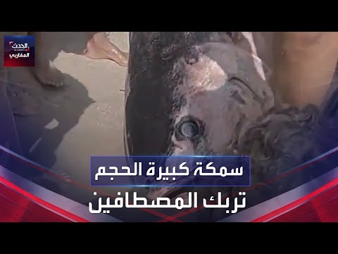 سمكة كبيرة الحجم تربك المصطافين في شاطئ العالية بولاية المهدية