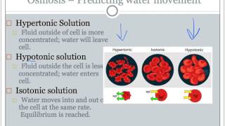 cell transport review