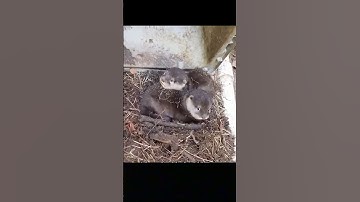 Cậu Bé Giải Cứu Rái Cá Con Và Cái Kết Khiến Ai Cũng Sững Sờ