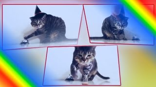 Этому коту повезло, ведь у него есть дрессированный хозяин Этому коту повезло, ведь у него есть дрессированный хозяин
