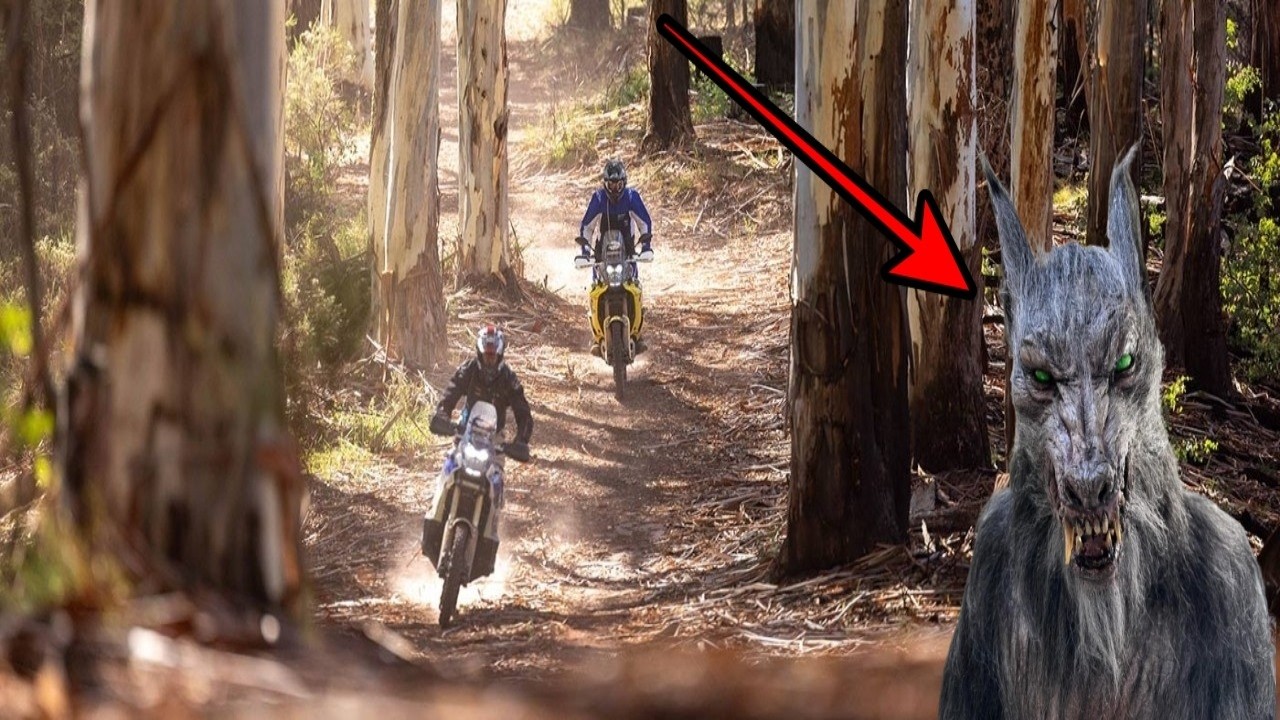 OS TRILHEIROS CAÇADORES DE LOBISOMEM