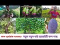 Mondal nursery new fruit plant update        