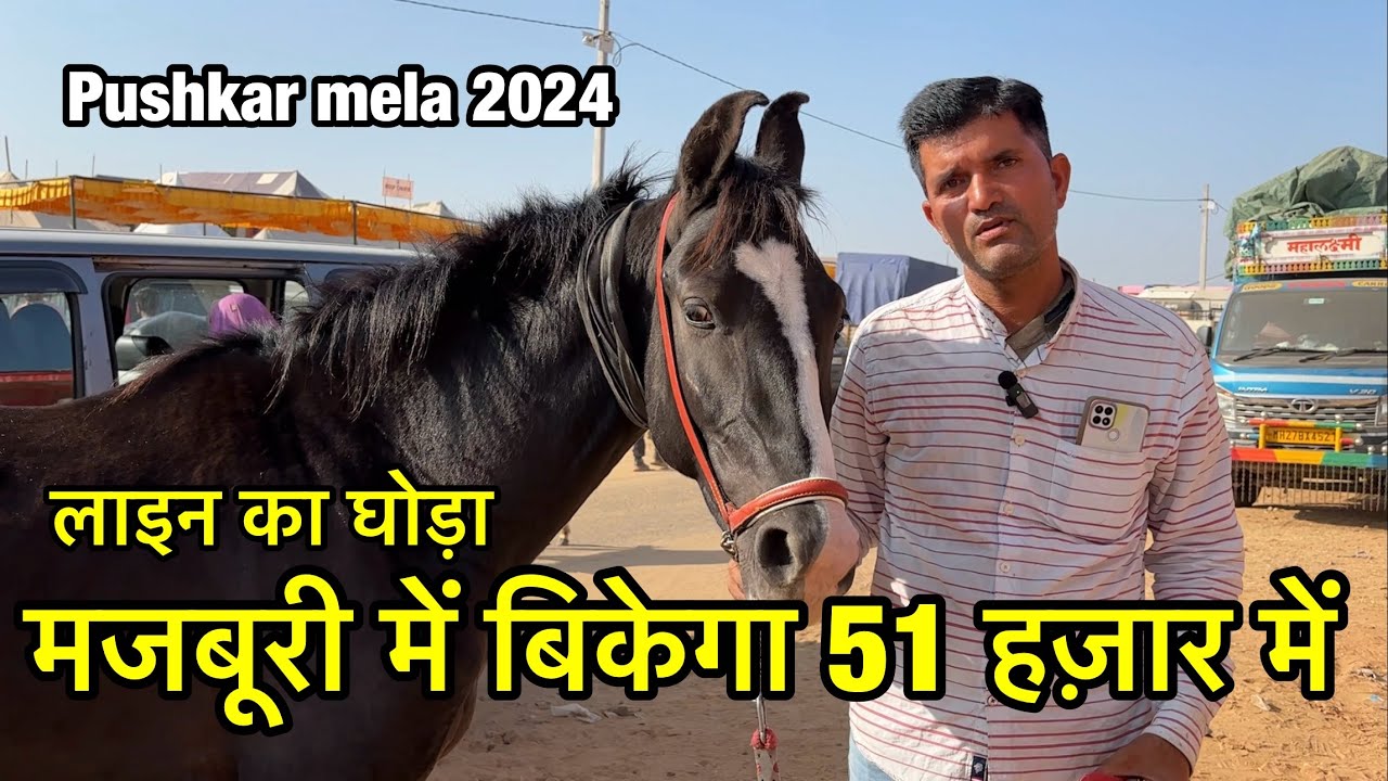 घोड़ा मालिक की शक्ल देख कर ख़रीद लिया 51 हज़ार में घोड़ा | Pushkar mela 2024