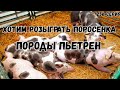 Хотим розыграть поросенка породы пьетрен среди подписчиков