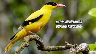 MENGENAL DAN MENGETAHUI MITOS BURUNG KEPODANG