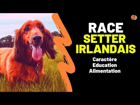 Vidéo: Race De Chien Setter Irlandais Rouge Et Blanc Hypoallergénique, Santé Et Durée De Vie
