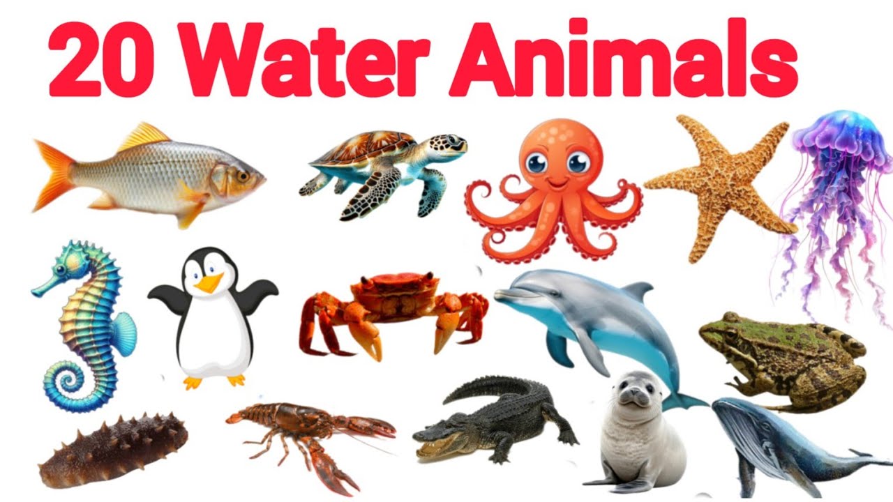 20-water-animals-in-english-and-hindi-sea-animals-aquatic-animals-paani