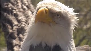 Decorah Eagles Mom Enjoys A Peaceful Day