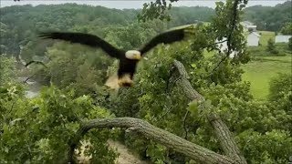 Decorah Eagles- Eaglets' In Flight Pursuit Of Fish In Mom's Talons