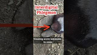 “Why this sudden swelling and pain in cattle feet?#interdigital phlegmon