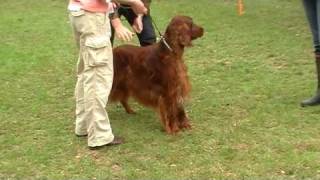 Irish Red Setter - Rüden Offene Klasse - Forsthaus Heiligenberg