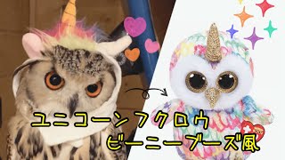 幻獣種ユニコーンフクロウ ビーニーブーズ風 An owl who wants to be a unicorn | Birds of prey