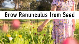 How to Sow and Grow Ranunculus from Seed. Soil, Harvest, Conditioning. Cool Season Cut Flower.