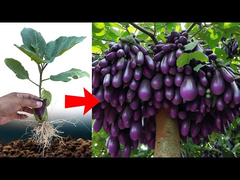 how to grow Vegetables របៀបដាំត្រប់វែងឆាប់បានផល