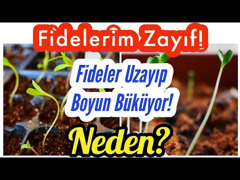 Video: Neden Sebze Fideleri Yetiştirin