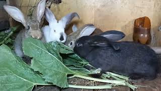 Кормление кроликов зерном или комбикормом...