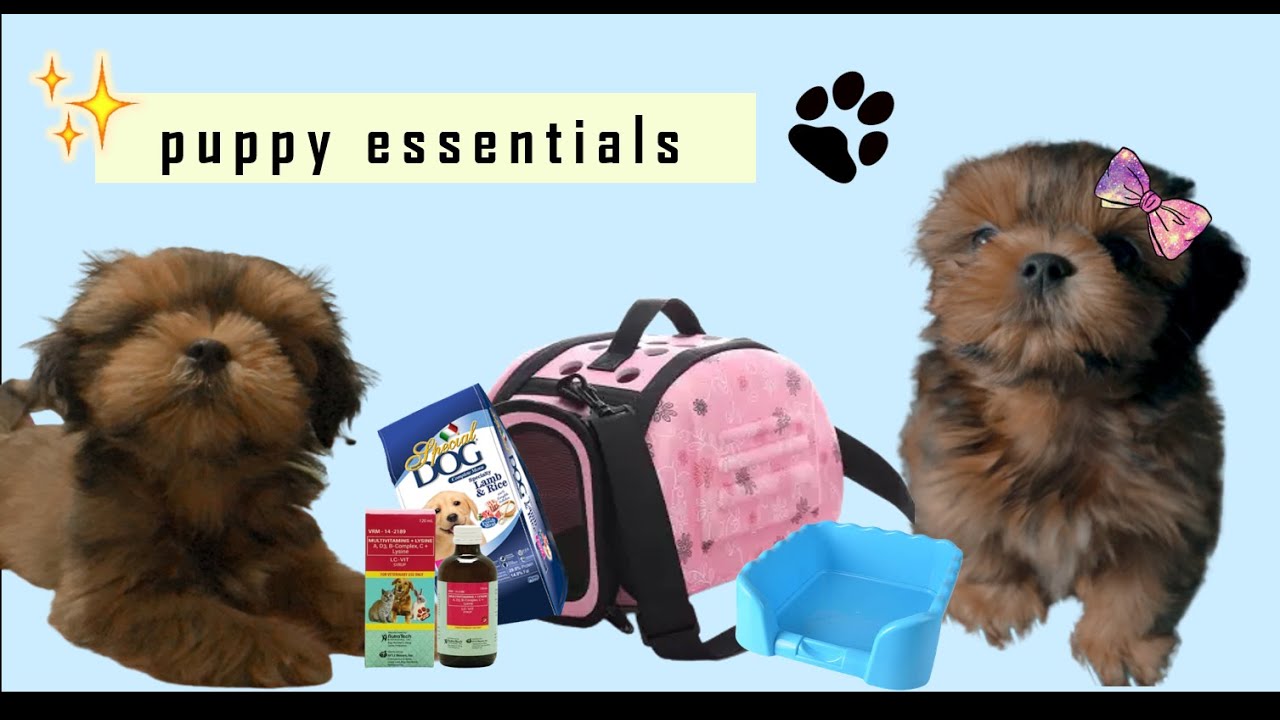 SHIH TZU PUPPY ESSENTIALS | Philippines - YouTube