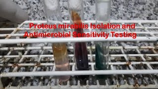 Proteus mirabilis isolation and its Antibiotics Sensitivity testing