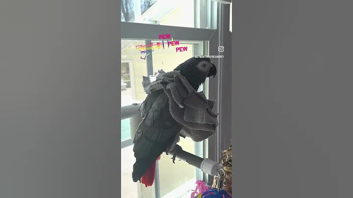 Symon the African Grey Parrot Practicing her naughty words😜 #cag #parrot #talking #owwa #birds