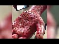 Do You Have Trypophobia: The Fear of Holes? | The Doctors