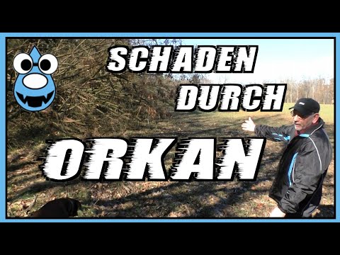 Sturmschaden im Wald durch Orkan