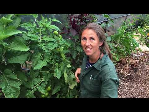 Video: What Is An Ophelia Aubergine – Lær om Aubergine ‘Ophelia’ Plantepleie