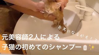 元美容師2人による子猫の初めてのシャンプー✨#猫 #お風呂 #マンチカン First shampooing by ex hair stylist.