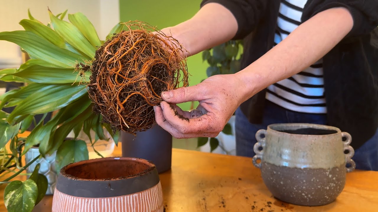 Sådan omplanter du med vækst-ler og spagnumfri pottemuld 🌱