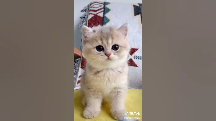 Video 2893621: catlover kucing