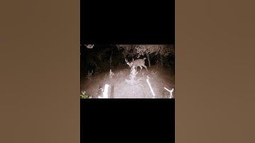 Big Buck Freshing Up A Scrape #shorts #tatacam #hunting #rut #wildlife