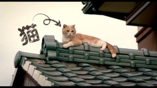 映画「ねこあつめの家」特報