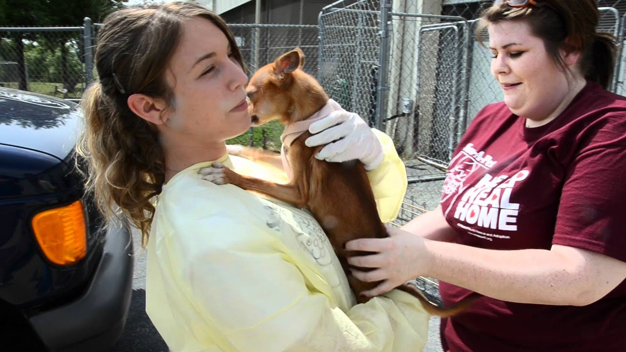 Save-A-Pet: Just One Day - National No-Kill Day