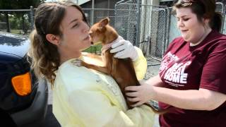 Save-A-Pet: Just One Day - National No-Kill Day