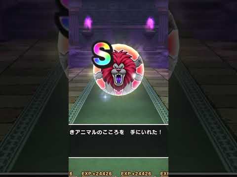【ドラクエウォーク】やつざきアニマルをSが出るまで八つ裂きにした結果