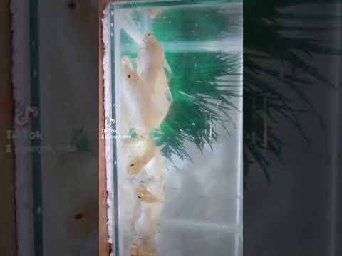ikan Kaviat