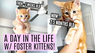 A Day With My Foster Kittens Foster Kitten Update Vlog