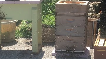 Honey bee swarm moves into an empty hive in my driveway