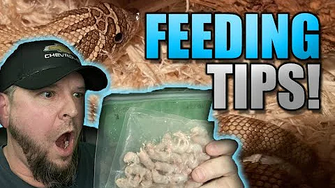 Western Hognose feeding tips & tricks (Babies & Picky eaters)